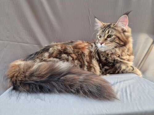 mainecoon female