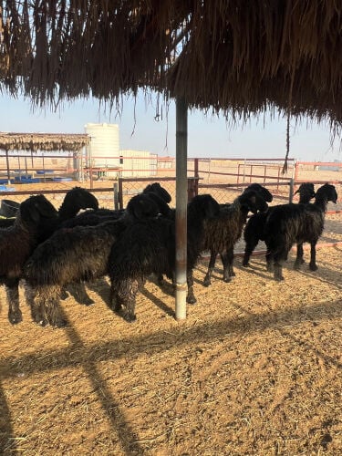 غنم مراح عرب 