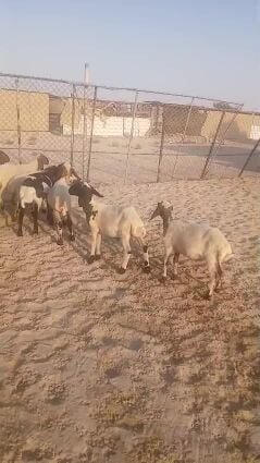 للبيع طليان و رخال سوريه
