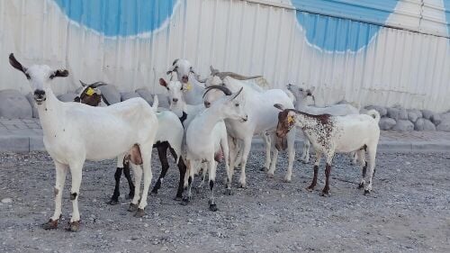 معزة عمنيات طيبه