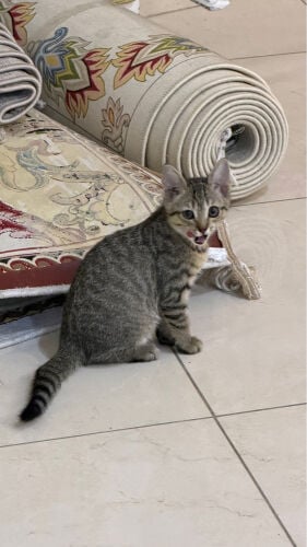 cat