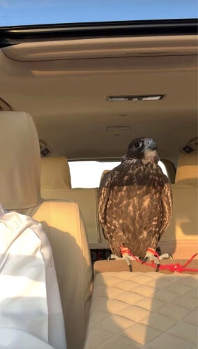 جير تبع و حر من حر 