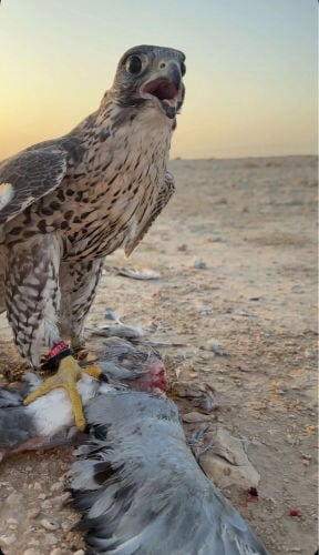 جير شاهين