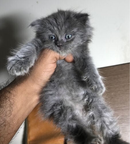 Scottish fold longhair 