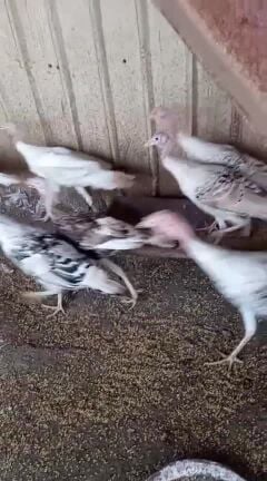 للبيع رومي