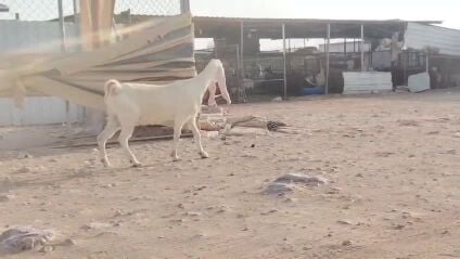 للبيع عنز حجازيه برص طيبه