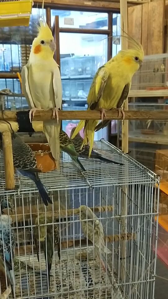 hand train