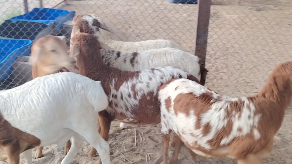 للبيع طليان