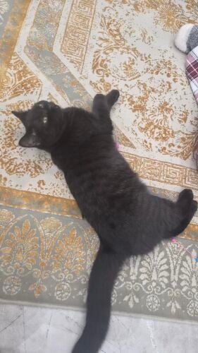 Two British Straight Kittens for Sa