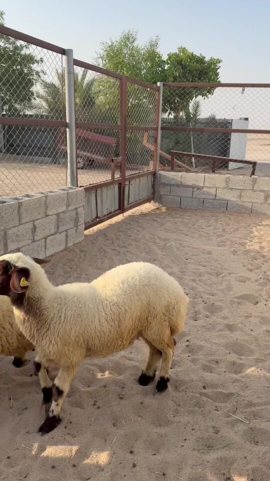 رخال جذعات طيبات 
