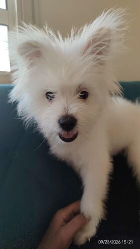 milo
