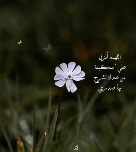 Abu Ahmad
