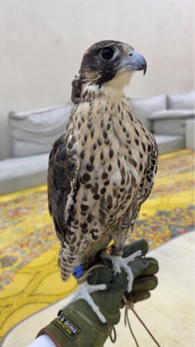 جير شاهين بكر