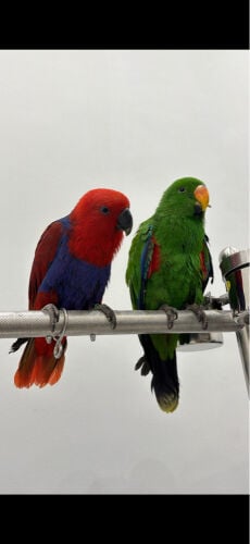 eclectus parrot