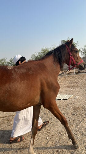 حصان عربي ريس 