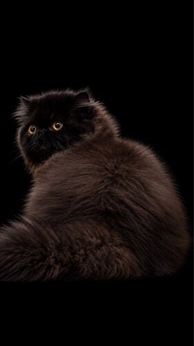 Persian cat 