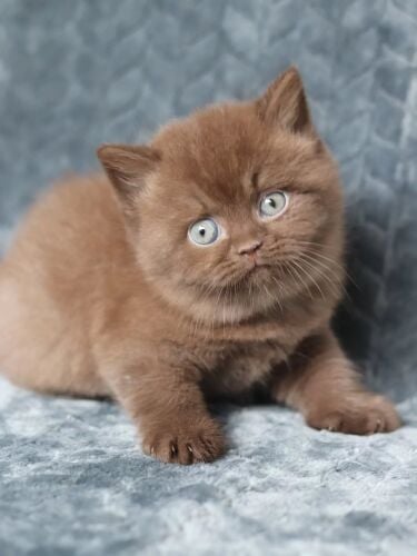 British Short hair Kitten