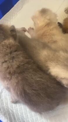 scotch Pure Kittens