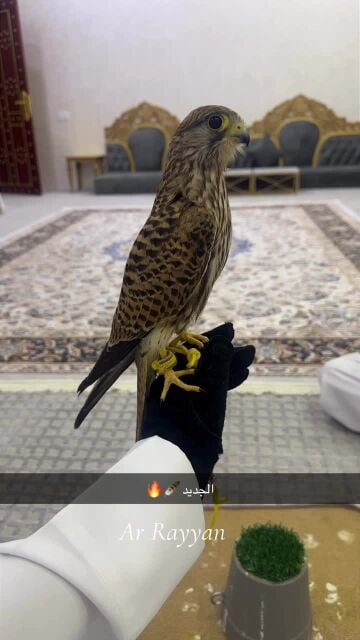 شرياص ربيب