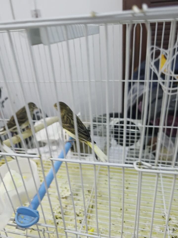 Canary Mix