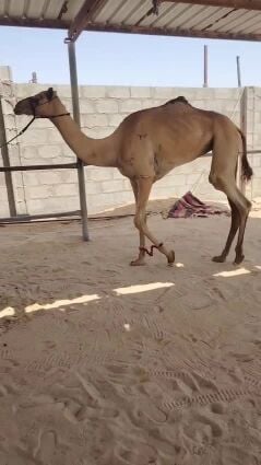 بكره لقيه الاب ولد شاهين  دغاش