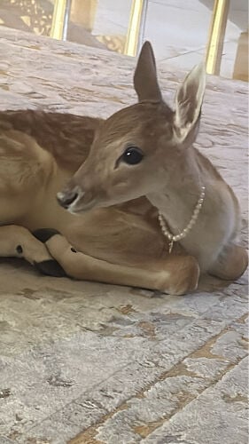 بامبي فلوريد 