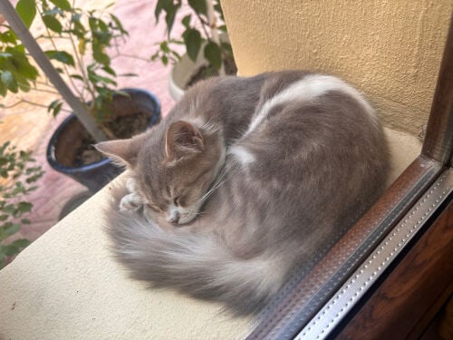 Male Kitten 