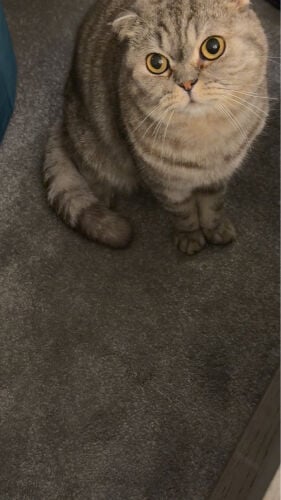 Cat for adoption 