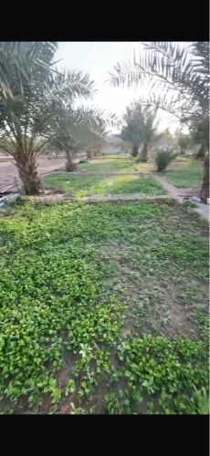 مزرعه للبيع الموقع مكينس