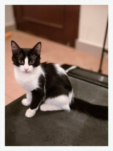 cats for adoption