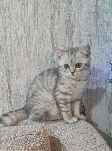 For Sale: Purebred British