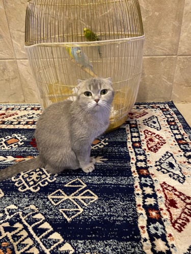 للبيع قطه￼