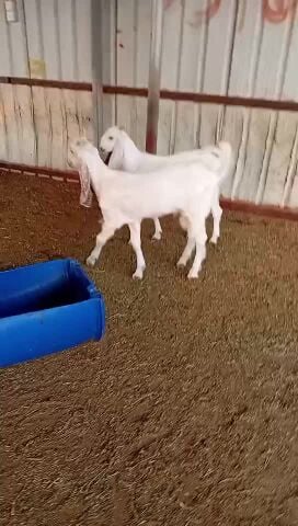 تيوس طيبه سمان  شحم