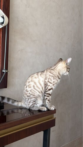 Snow Lynx Bengal Male