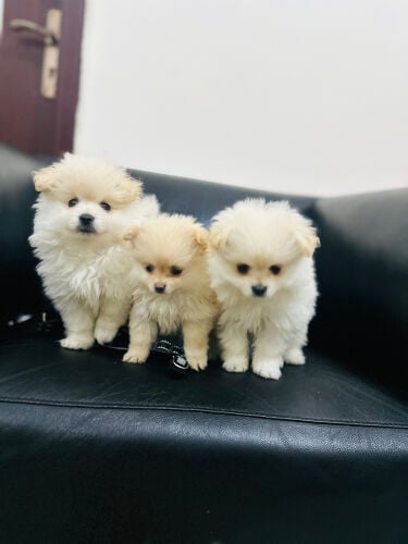 pure pomeranian puppies