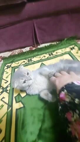 Male Scottish fold