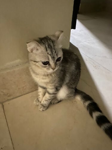 لولا (سكوتش)