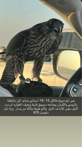 جير تبع سبق فارط