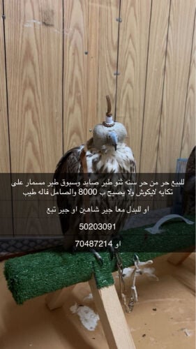 للبيع حر من حر 
