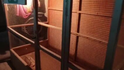 CAGE FOR CHICKENS AND PIGEON