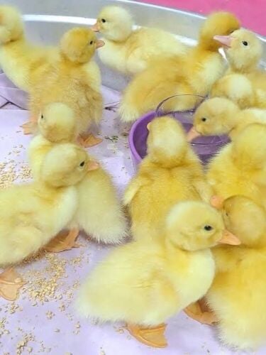 ٢ بطه صغيره مع قفص وأكل وتوصيل