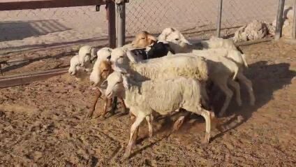 للبيع خرفان ذبايح بربر سمان فل
