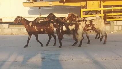 معزه بنجابيات طيبه