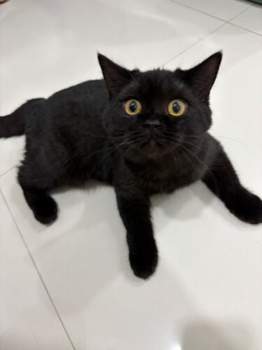 2 cats for sale