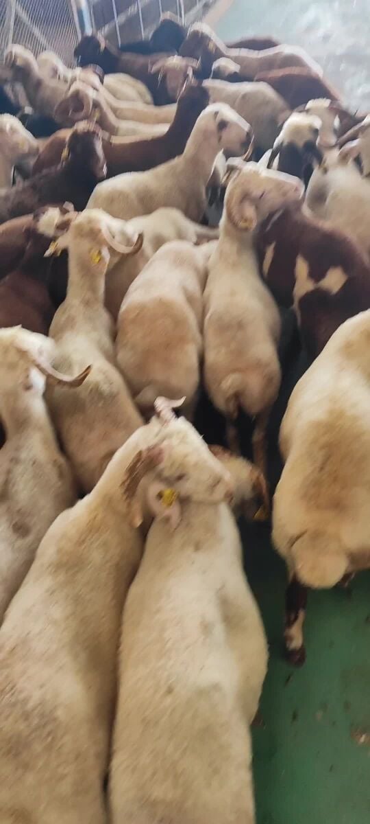 Doha Arabi Sheep