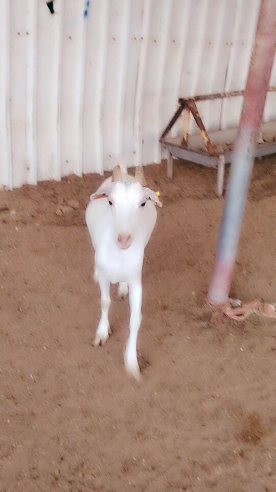 عنز عمانيه