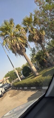 تنظيف وشنتونيا ونخيل