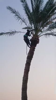 تنظيف وتسميد وتكريب للنخيل