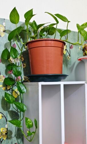 Healthy indoor plants