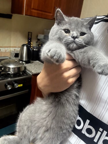 cats